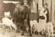 Travis-Firrel-Dewey-(Lillian-Belle-(Lee)--(T-A-Travis-farm)
